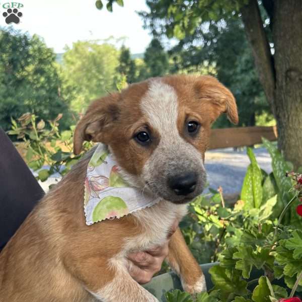 Phoebe, Australian Shepherd Mix Puppy