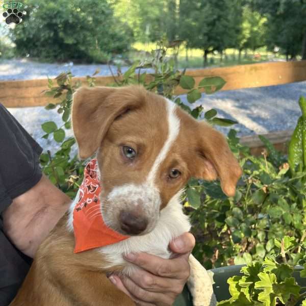 Precious, Australian Shepherd Mix Puppy