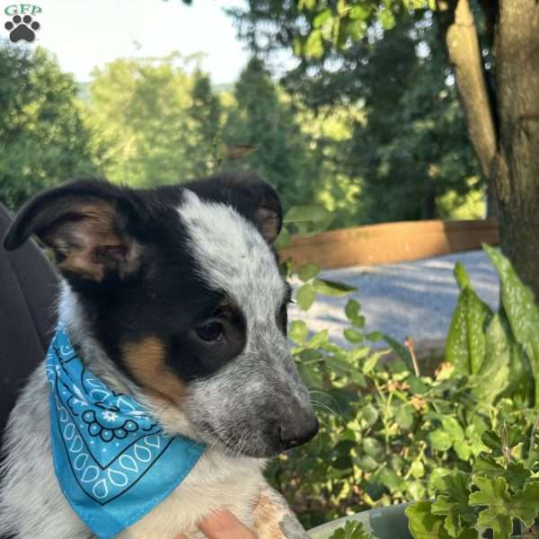 Peanut, Australian Shepherd Mix Puppy