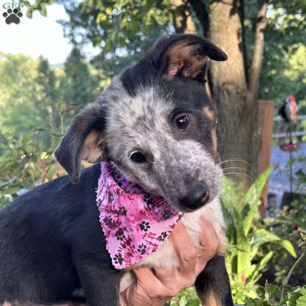 Pepper, Australian Shepherd Mix Puppy