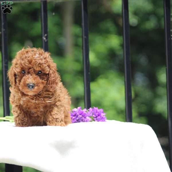 Harry, Miniature Poodle Puppy