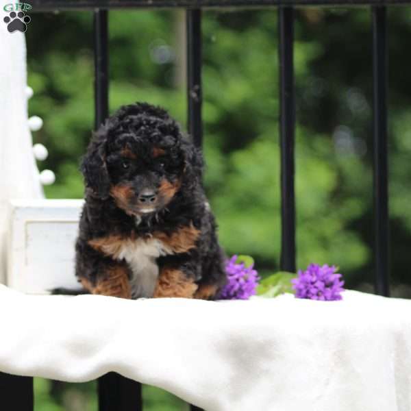 Harley, Miniature Poodle Puppy