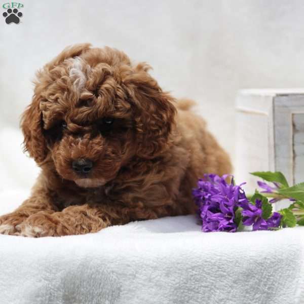 Henner, Miniature Poodle Puppy