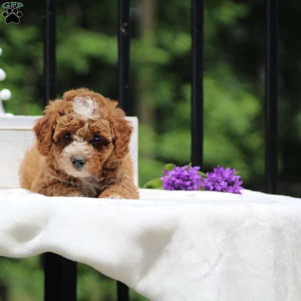 Hannah, Miniature Poodle Puppy