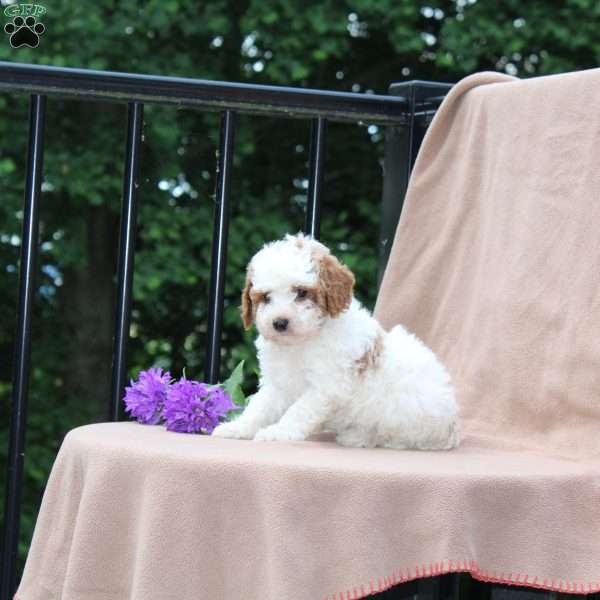 Biscuit, Miniature Poodle Puppy