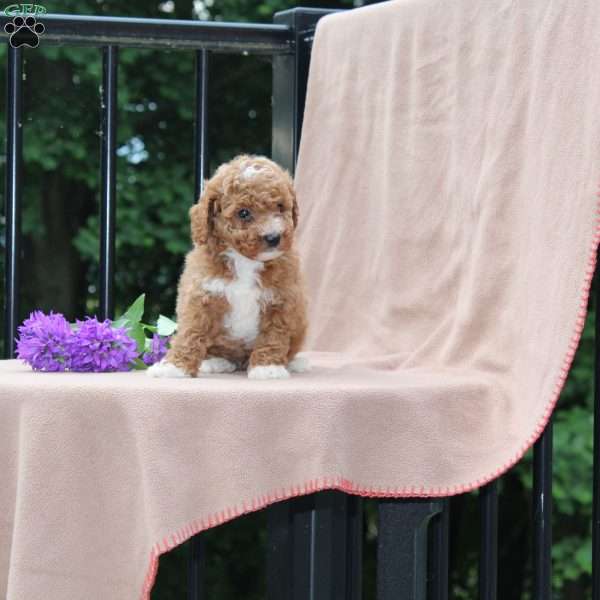 Buttercup, Miniature Poodle Puppy