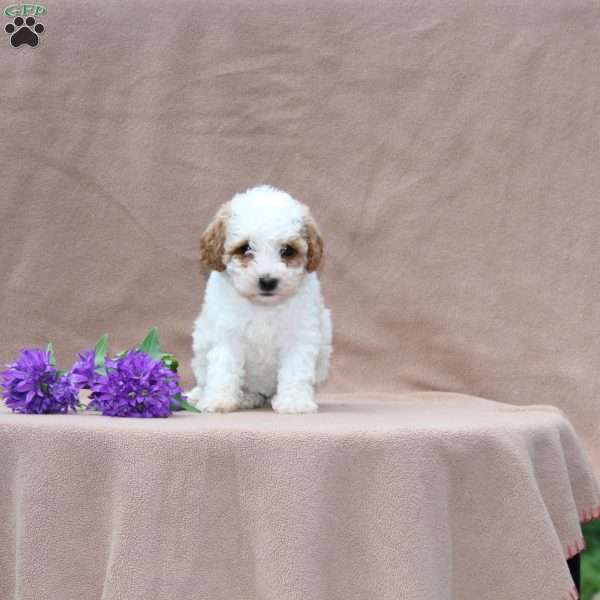 Bella, Miniature Poodle Puppy