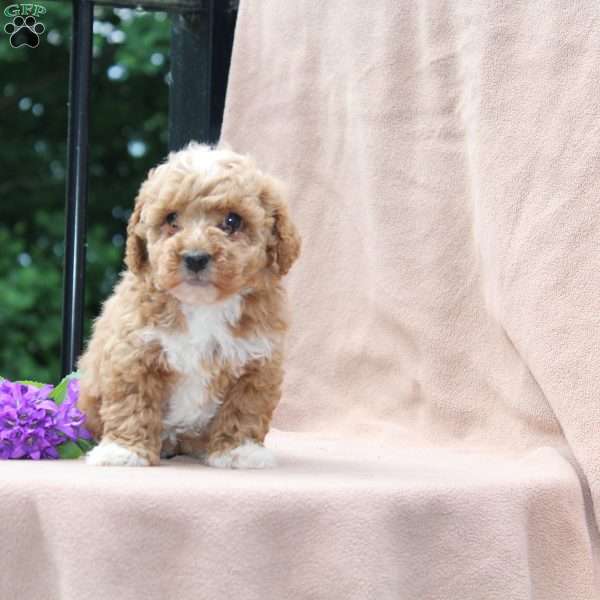 Boots, Miniature Poodle Puppy