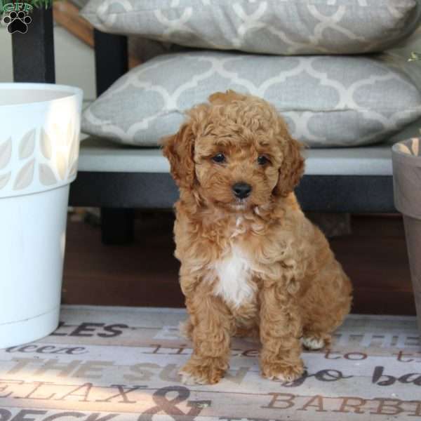 Jay, Miniature Poodle Puppy