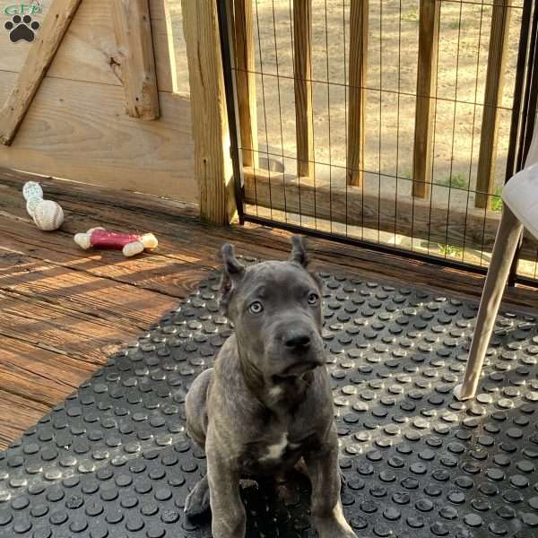 Blue, Cane Corso Puppy