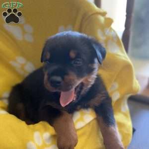 Stewart, Rottweiler Puppy