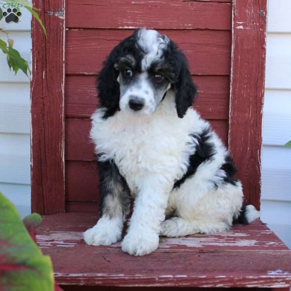 Baxter, Miniature Poodle Puppy