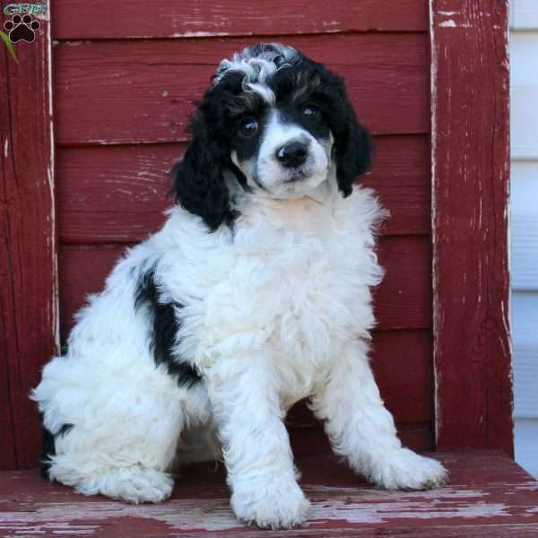 Bear, Miniature Poodle Puppy