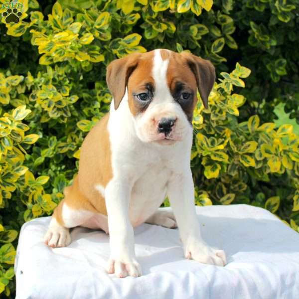 Breanna, Boxer Puppy