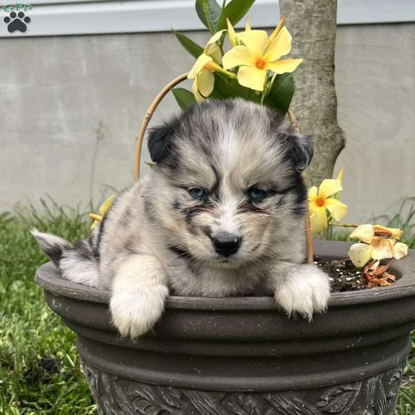 Cassie, Pomsky Puppy