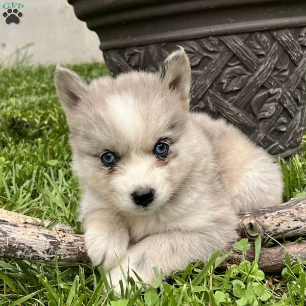 Chip, Pomsky Puppy