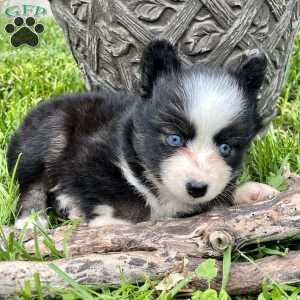 Charlie, Pomsky Puppy