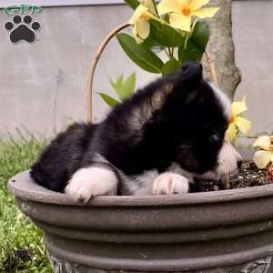 Charlie, Pomsky Puppy