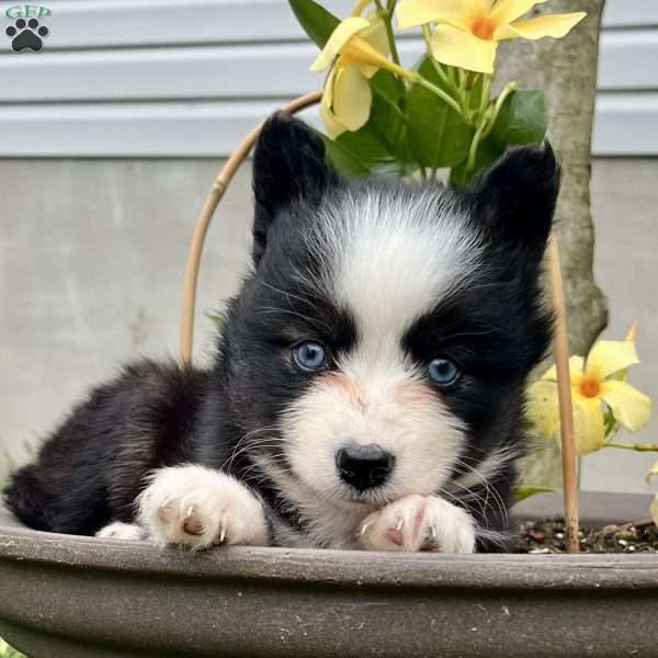 Charlie, Pomsky Puppy