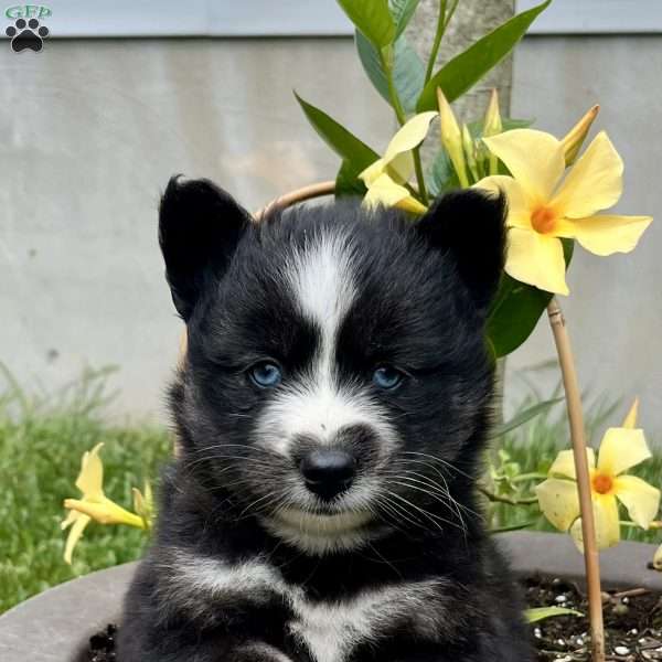 Chief, Pomsky Puppy