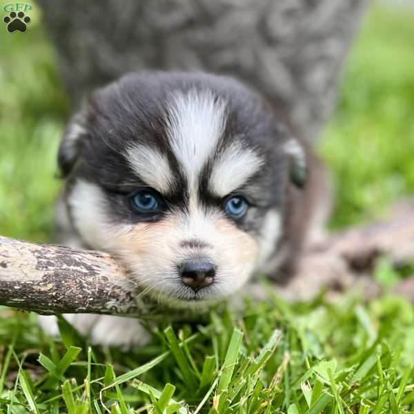 Conner, Pomsky Puppy