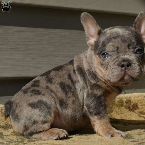 Benson, French Bulldog Puppy