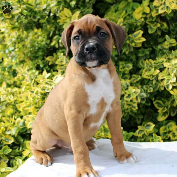 Buster, Boxer Puppy
