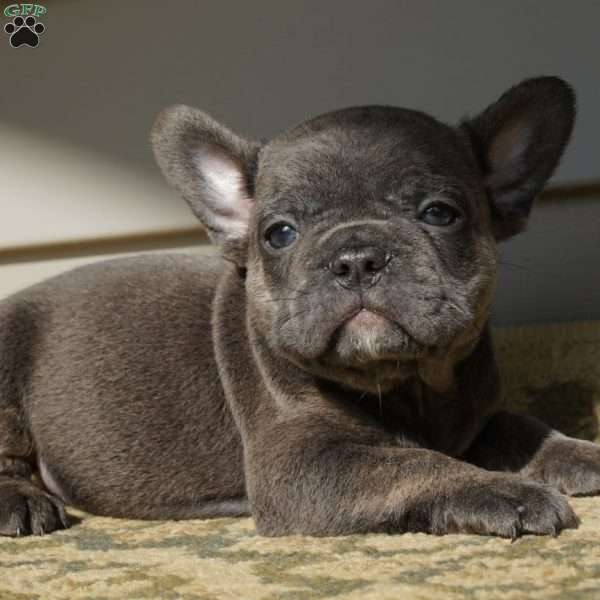 Jenson, French Bulldog Puppy