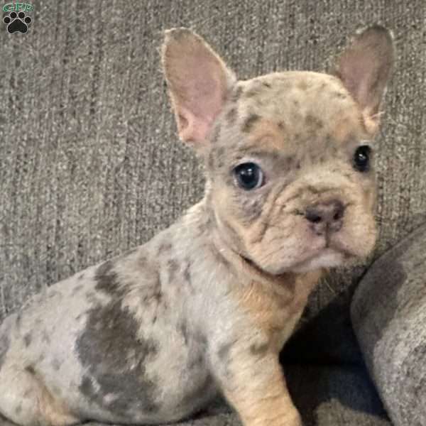 Tella, French Bulldog Puppy