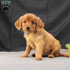 Jeffrey, Miniature Golden Retriever Puppy