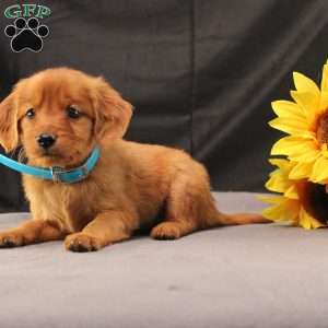 Jeffrey, Miniature Golden Retriever Puppy