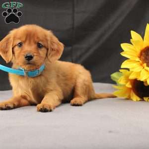 Jeffrey, Miniature Golden Retriever Puppy