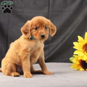 Jeffrey, Miniature Golden Retriever Puppy