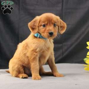 Jeffrey, Miniature Golden Retriever Puppy