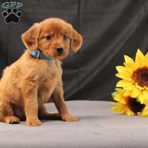 Jeffrey, Miniature Golden Retriever Puppy