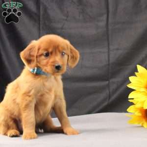 Jeffrey, Miniature Golden Retriever Puppy