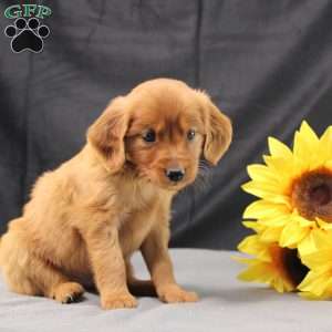 Jeffrey, Miniature Golden Retriever Puppy