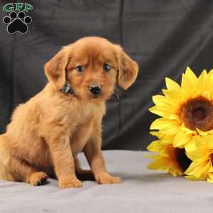 Jeffrey, Miniature Golden Retriever Puppy