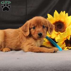 Jeffrey, Miniature Golden Retriever Puppy