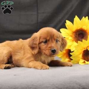 Jeffrey, Miniature Golden Retriever Puppy