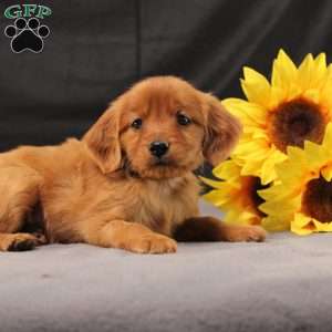 Jeffrey, Miniature Golden Retriever Puppy