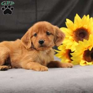 Jeffrey, Miniature Golden Retriever Puppy