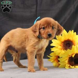 Jeffrey, Miniature Golden Retriever Puppy