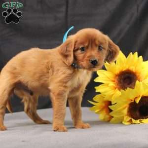 Jeffrey, Miniature Golden Retriever Puppy