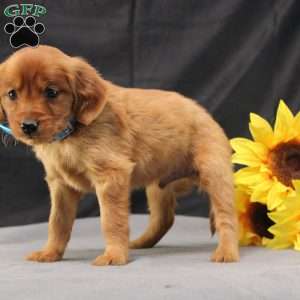 Jeffrey, Miniature Golden Retriever Puppy