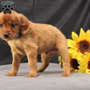 Jeffrey, Miniature Golden Retriever Puppy