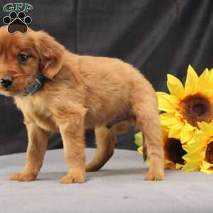 Jeffrey, Miniature Golden Retriever Puppy