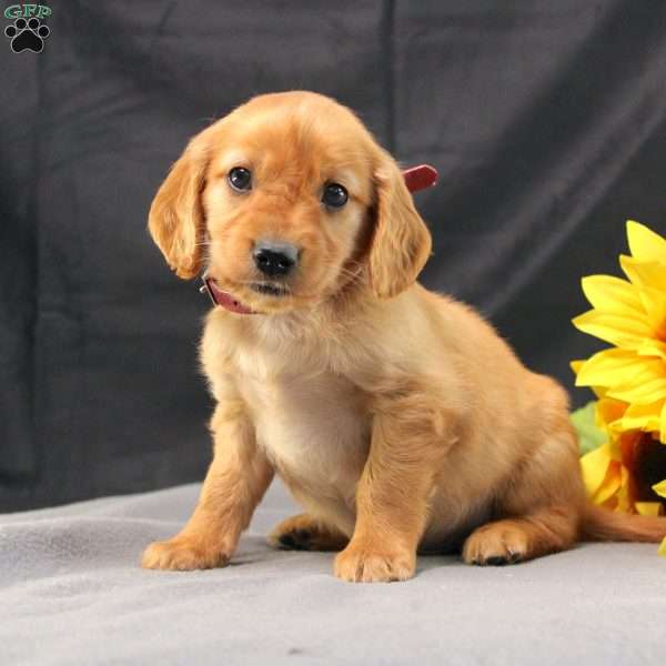 Jerome, Miniature Golden Retriever Puppy