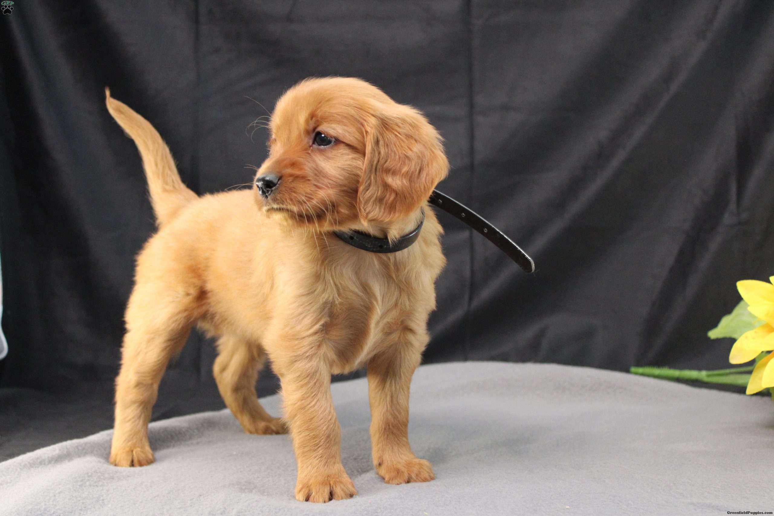 Judson Miniature Golden Retriever Puppy For Sale in Pennsylvania