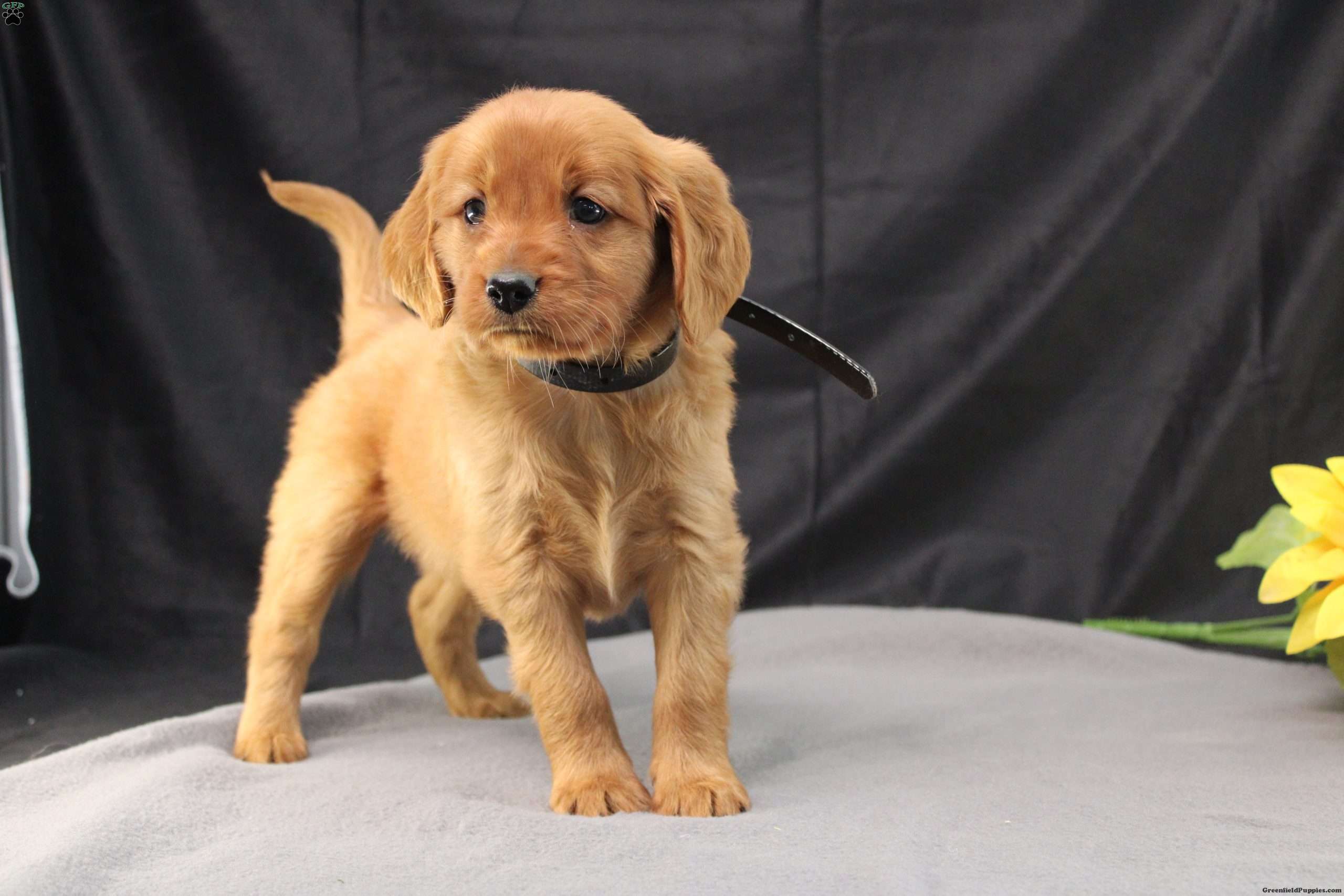 Judson Miniature Golden Retriever Puppy For Sale in Pennsylvania